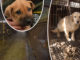 Dog meat UK: Eating animals could be banned in Britain