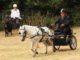 Bay News: No bull but plenty to see and do at Kaikohe show