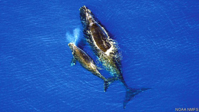 To save whales, Canada sets a maritime speed limit