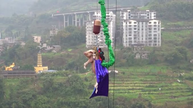 Pig Bungee Jumping Stunt In China Prompts Global Outcry