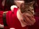 Santa cats spread Christmas cheer in Seoul - Yahoo Singapore News